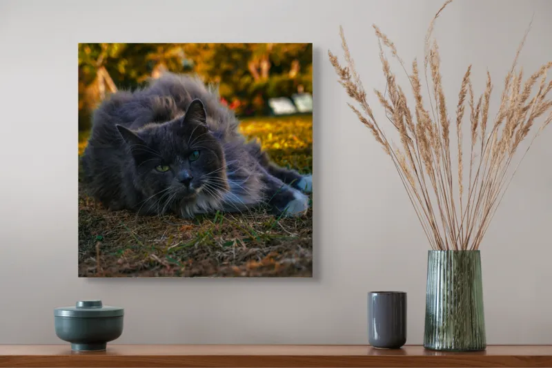 Tablou Canvas, "Pisica odihnindu-se în amurgul toamnei", Blană, Gri, Ochi, Verzi, Natură, Relaxare, Felină, Pădure, Toamnă, Lumină., 50 x 50 cm – poza 4