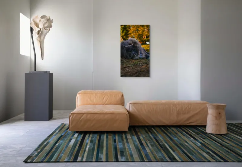 Tablou Canvas, "Pisica odihnindu-se în amurgul toamnei", Blană, Gri, Ochi, Verzi, Natură, Relaxare, Felină, Pădure, Toamnă, Lumină., 50 x 90 cm – poza 5