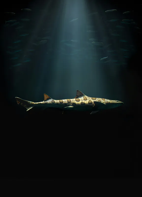 Tablou Canvas, "Rechinul sub lumina oceanului albastru", Rechin, Lumină, Adâncuri, Mister, Solitudine, Ocean, Siluetă, Elegant, Întuneric, Contrast, 39 x 54 cm – poza 2