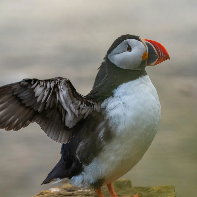 Tablou Canvas, "Puffin mândru pe stâncile mării", Puffin, Coast, Wings, Atlantic, Bird, Nature, Cliff, Ocean, Wildlife, 100 x 100 cm – poza 2
