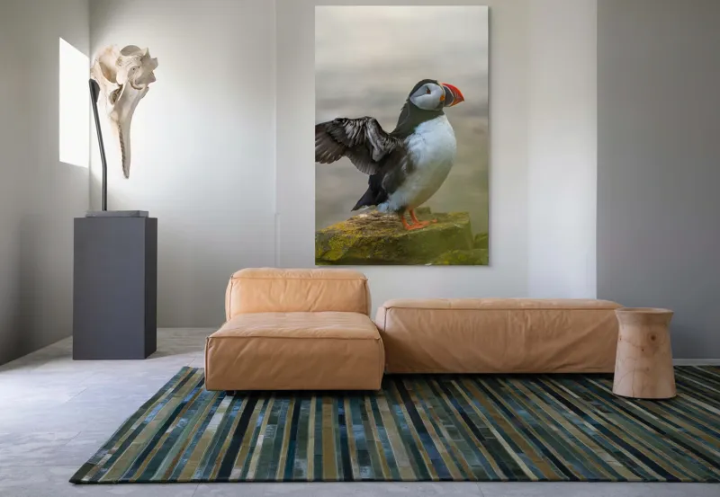 Tablou Canvas, "Puffin mândru pe stâncile mării", Puffin, Coast, Wings, Atlantic, Bird, Nature, Cliff, Ocean, Wildlife, 100 x 150 cm – poza 7