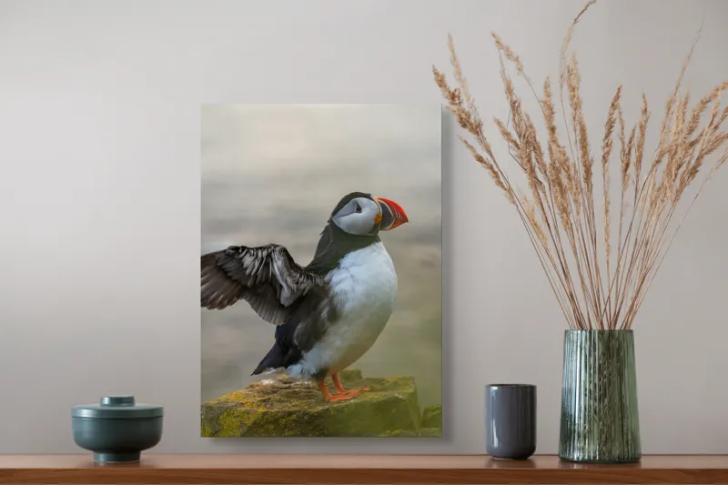 Tablou Canvas, "Puffin mândru pe stâncile mării", Puffin, Coast, Wings, Atlantic, Bird, Nature, Cliff, Ocean, Wildlife, 39 x 54 cm – poza 3