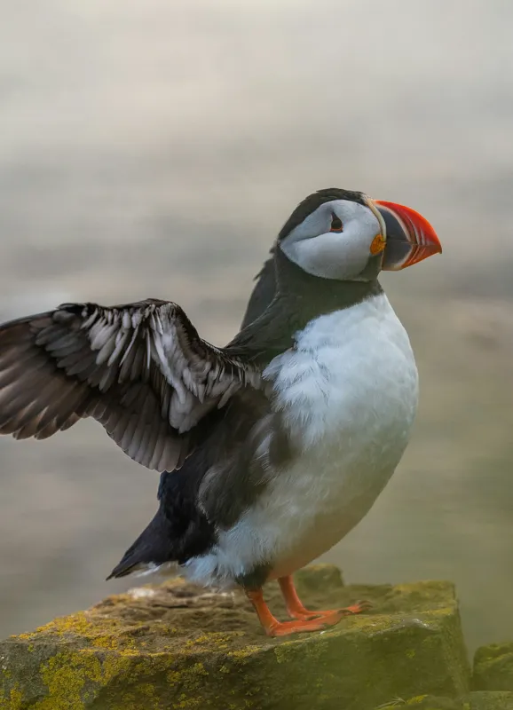 Tablou Canvas, "Puffin mândru pe stâncile mării", Puffin, Coast, Wings, Atlantic, Bird, Nature, Cliff, Ocean, Wildlife, 39 x 54 cm – poza 2