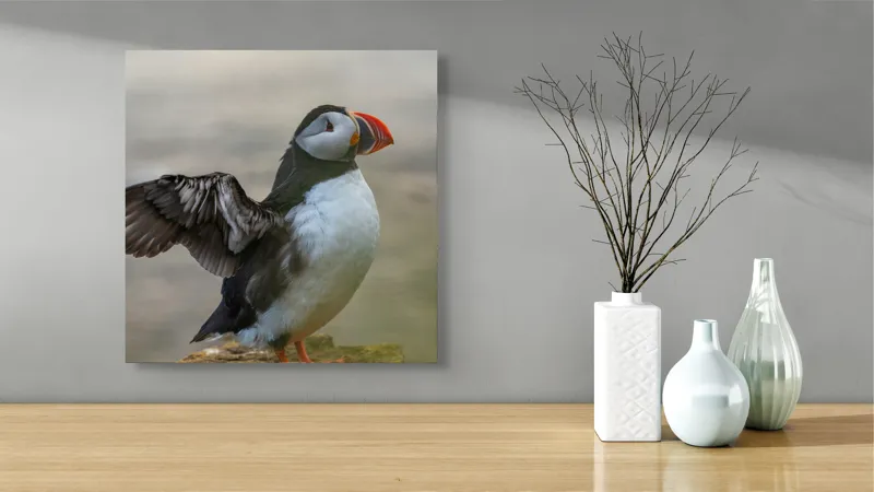 Tablou Canvas, "Puffin mândru pe stâncile mării", Puffin, Coast, Wings, Atlantic, Bird, Nature, Cliff, Ocean, Wildlife, 50 x 50 cm – poza 3
