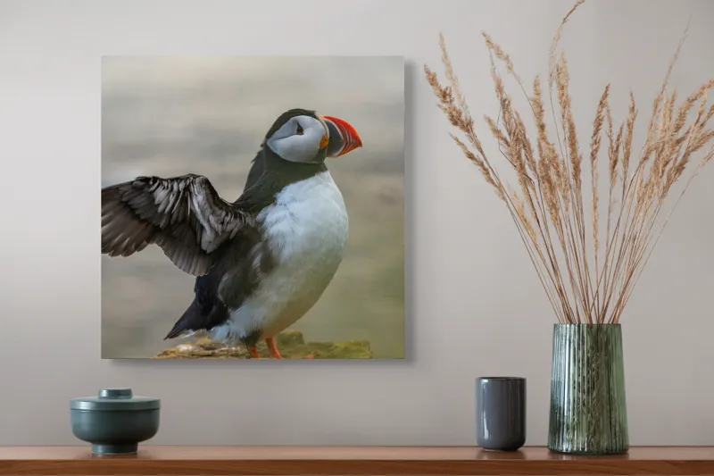 Tablou Canvas, "Puffin mândru pe stâncile mării", Puffin, Coast, Wings, Atlantic, Bird, Nature, Cliff, Ocean, Wildlife, 50 x 50 cm – poza 4