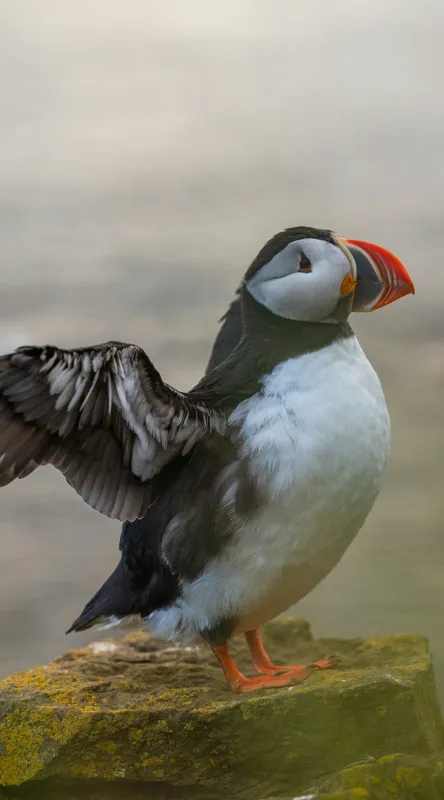 Tablou Canvas, "Puffin mândru pe stâncile mării", Puffin, Coast, Wings, Atlantic, Bird, Nature, Cliff, Ocean, Wildlife, 50 x 90 cm – poza 2