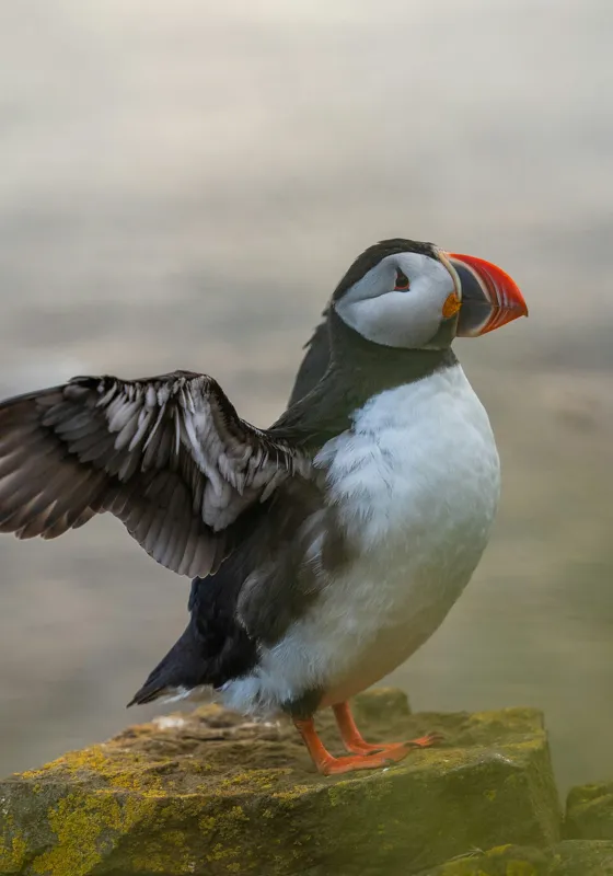 Tablou Canvas, "Puffin mândru pe stâncile mării", Puffin, Coast, Wings, Atlantic, Bird, Nature, Cliff, Ocean, Wildlife, 70 x 100 cm – poza 2