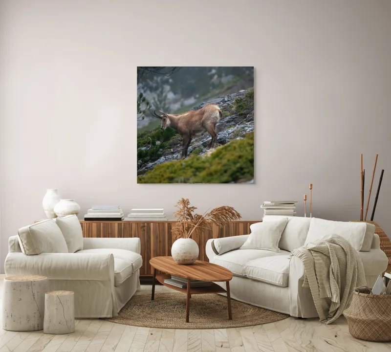 Tablou Canvas, "Capră neagră pe munte în ceață", Capră, Munți, Verdeață, Rocă, Natură, 100 x 100 cm – poza 3