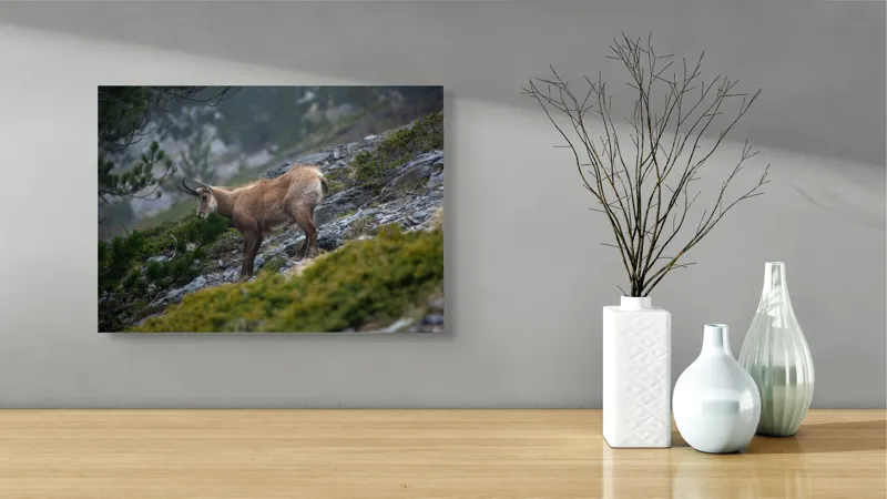 Tablou Canvas, "Capră neagră pe munte în ceață", Capră, Munți, Verdeață, Rocă, Natură, 54 x 39 cm – poza 3