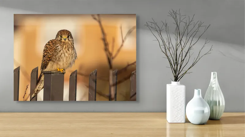 Tablou Canvas, "Ghepardul cerului pe gard metalic", Pene, Privire, Ramura, Soare, Gard, Stalp, Apus, Cladire, 70 x 50 cm – poza 3