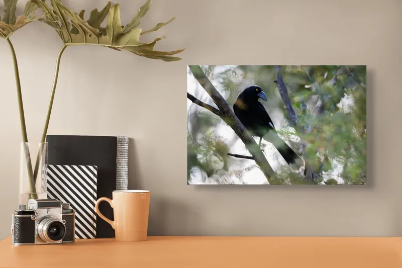 Tablou Canvas, "Pasărea misterioasă pe ramura ascunsă", Negru, Cioc-Albastru, Penaj, Copac, Natură, Privire, Ochi-Galben, Ramură, Frunziș, 39 x 26 cm – poza 3