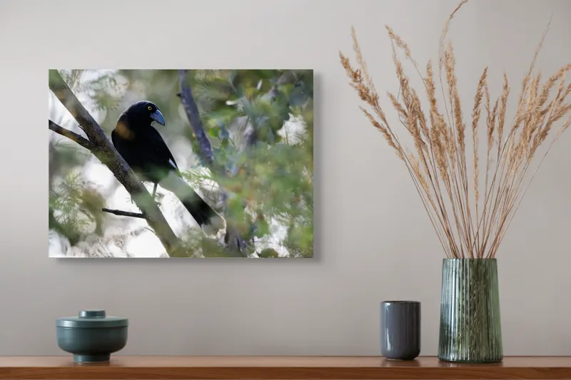 Tablou Canvas, "Pasărea misterioasă pe ramura ascunsă", Negru, Cioc-Albastru, Penaj, Copac, Natură, Privire, Ochi-Galben, Ramură, Frunziș, 54 x 39 cm – poza 4
