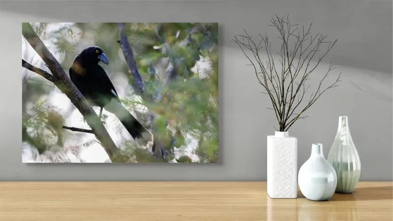 Tablou Canvas, "Pasărea misterioasă pe ramura ascunsă", Negru, Cioc-Albastru, Penaj, Copac, Natură, Privire, Ochi-Galben, Ramură, Frunziș, 70 x 50 cm – poza 3
