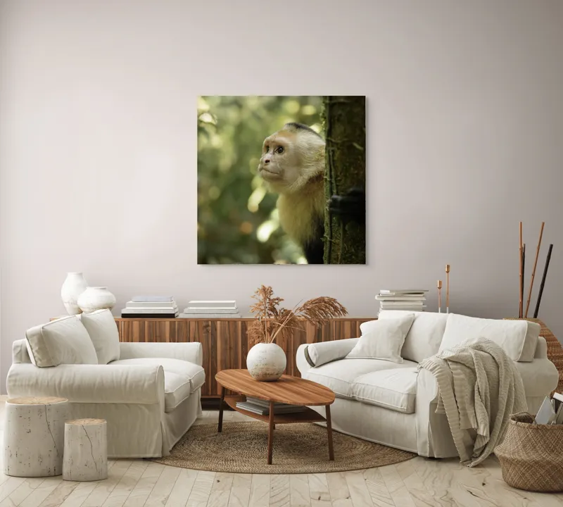 Tablou Canvas, "Maimuța curioasă în pădurea tropicală", Maimuță, Copac, Pădure, Blană, Natură, Verde, Lumină, Privire, Curiozitate, Peisaj, 100 x 100 cm – poza 3