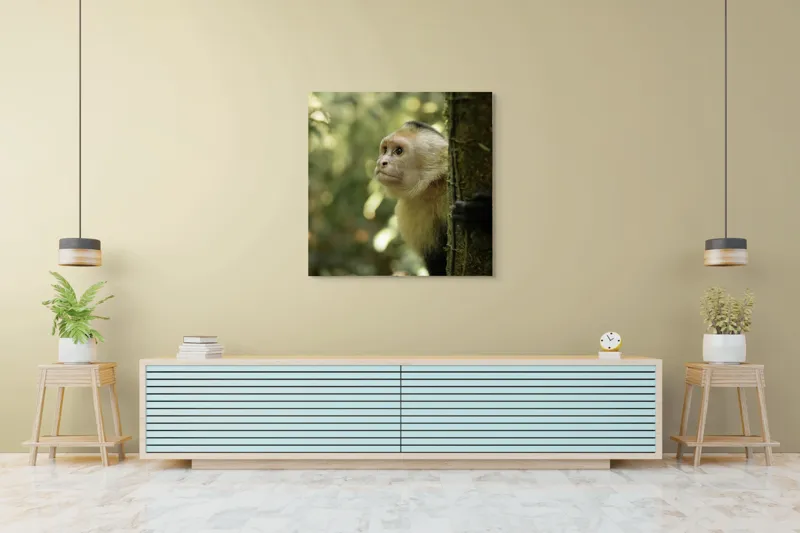 Tablou Canvas, "Maimuța curioasă în pădurea tropicală", Maimuță, Copac, Pădure, Blană, Natură, Verde, Lumină, Privire, Curiozitate, Peisaj, 100 x 100 cm – poza 5