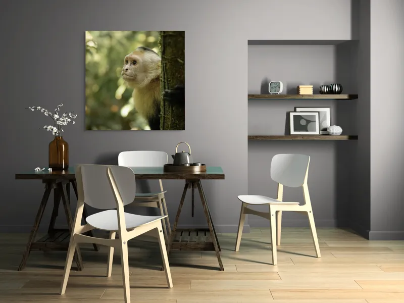 Tablou Canvas, "Maimuța curioasă în pădurea tropicală", Maimuță, Copac, Pădure, Blană, Natură, Verde, Lumină, Privire, Curiozitate, Peisaj, 100 x 100 cm – poza 6