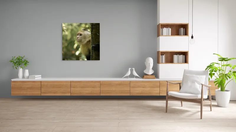 Tablou Canvas, "Maimuța curioasă în pădurea tropicală", Maimuță, Copac, Pădure, Blană, Natură, Verde, Lumină, Privire, Curiozitate, Peisaj, 100 x 100 cm – poza 8