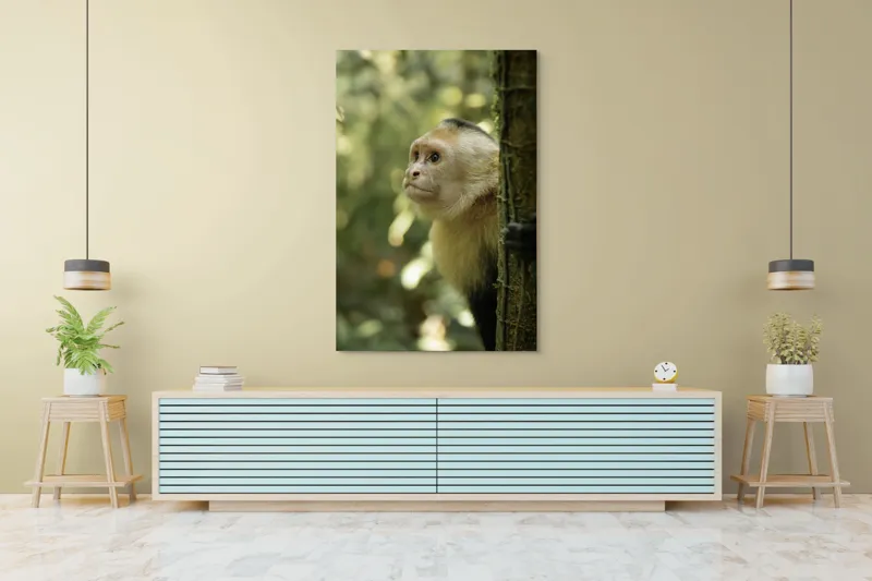 Tablou Canvas, "Maimuța curioasă în pădurea tropicală", Maimuță, Copac, Pădure, Blană, Natură, Verde, Lumină, Privire, Curiozitate, Peisaj, 100 x 150 cm – poza 4