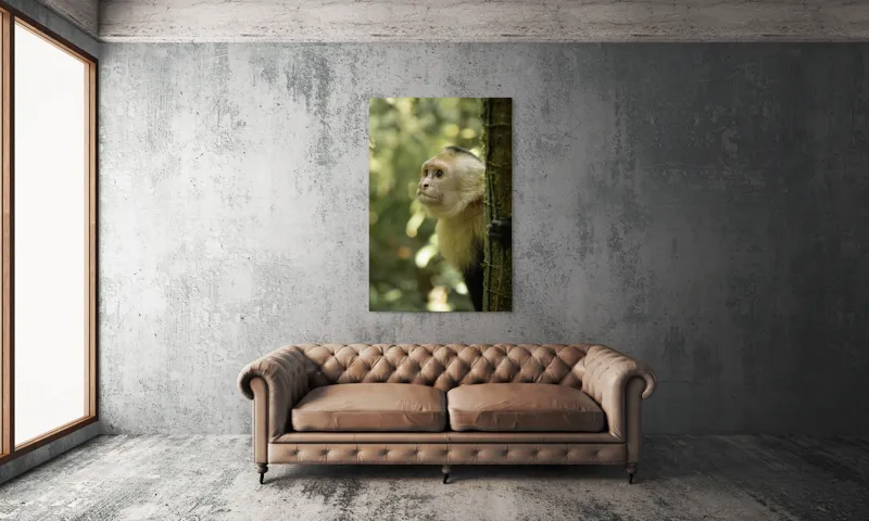 Tablou Canvas, "Maimuța curioasă în pădurea tropicală", Maimuță, Copac, Pădure, Blană, Natură, Verde, Lumină, Privire, Curiozitate, Peisaj, 100 x 150 cm – poza 6