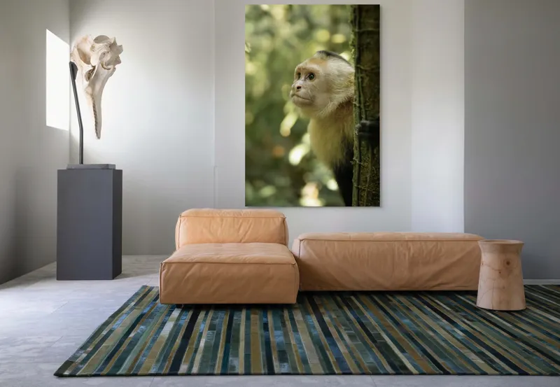 Tablou Canvas, "Maimuța curioasă în pădurea tropicală", Maimuță, Copac, Pădure, Blană, Natură, Verde, Lumină, Privire, Curiozitate, Peisaj, 100 x 150 cm – poza 7