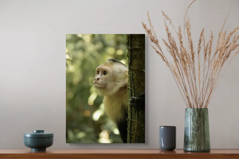 Tablou Canvas, "Maimuța curioasă în pădurea tropicală", Maimuță, Copac, Pădure, Blană, Natură, Verde, Lumină, Privire, Curiozitate, Peisaj, 39 x 54 cm – poza 3