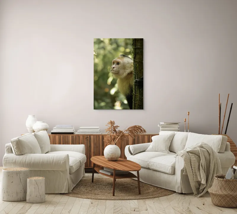 Tablou Canvas, "Maimuța curioasă în pădurea tropicală", Maimuță, Copac, Pădure, Blană, Natură, Verde, Lumină, Privire, Curiozitate, Peisaj, 70 x 100 cm – poza 4