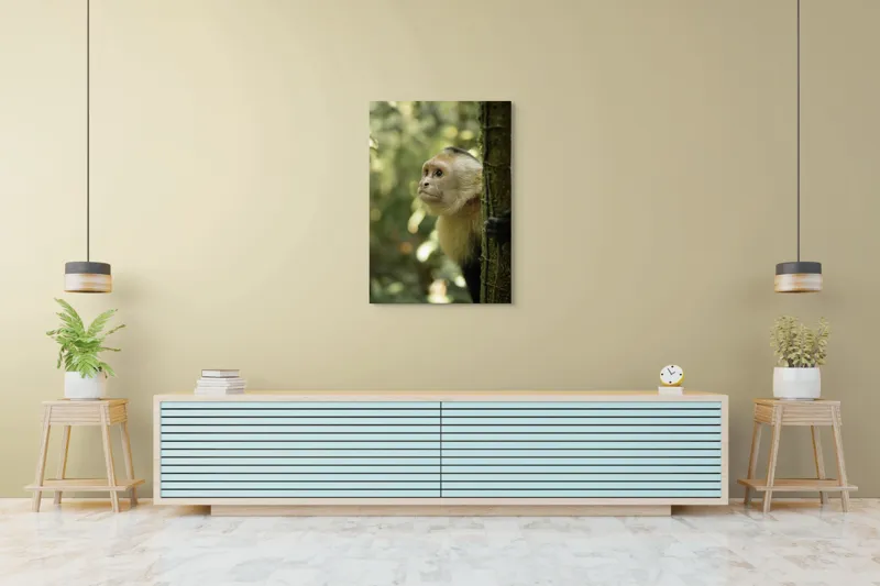 Tablou Canvas, "Maimuța curioasă în pădurea tropicală", Maimuță, Copac, Pădure, Blană, Natură, Verde, Lumină, Privire, Curiozitate, Peisaj, 70 x 100 cm – poza 5
