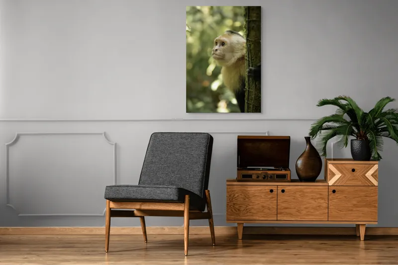 Tablou Canvas, "Maimuța curioasă în pădurea tropicală", Maimuță, Copac, Pădure, Blană, Natură, Verde, Lumină, Privire, Curiozitate, Peisaj, 70 x 100 cm – poza 6