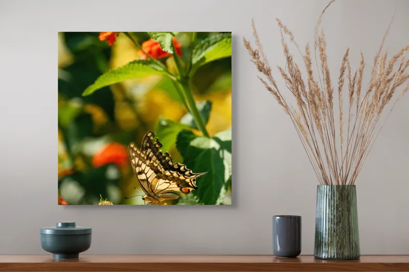 Tablou Canvas, "Fluture grațios pe flori portocalii", Fluture, Aripi, Floare, Portocaliu, Verde, Vreme, Soare, Natura, Frumusete, Gratie, 50 x 50 cm – poza 4