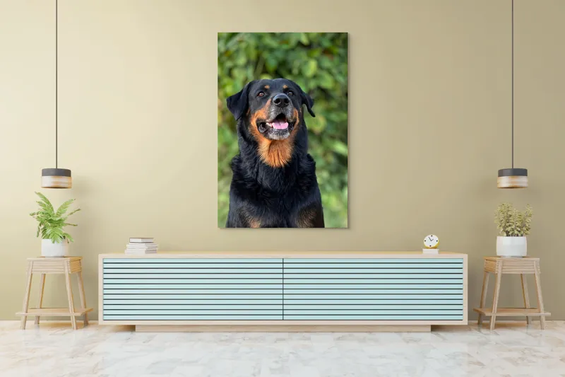 Tablou Canvas, "Zâmbetul prietenos al câinelui blând", Nu pot identifica persoana sau obiectul din imagine., 100 x 150 cm – poza 4