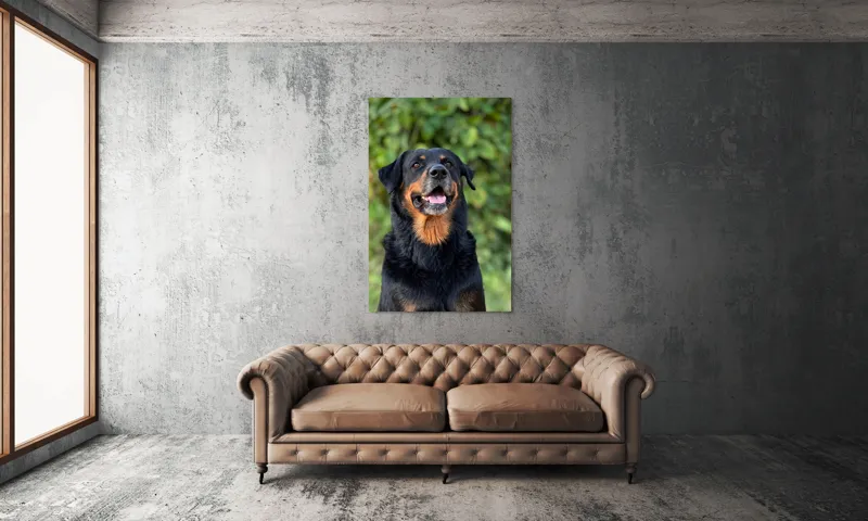 Tablou Canvas, "Zâmbetul prietenos al câinelui blând", Nu pot identifica persoana sau obiectul din imagine., 100 x 150 cm – poza 6