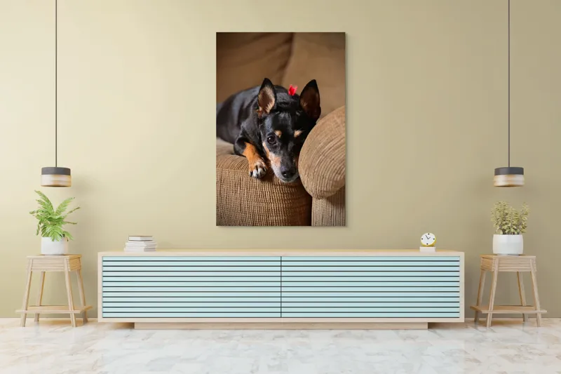 Tablou Canvas, "Cățelul odihnindu-se pe canapea", Adorable, Relaxed, Curious, Soft, Cozy, Alert, Petite, Cute, 100 x 150 cm – poza 4