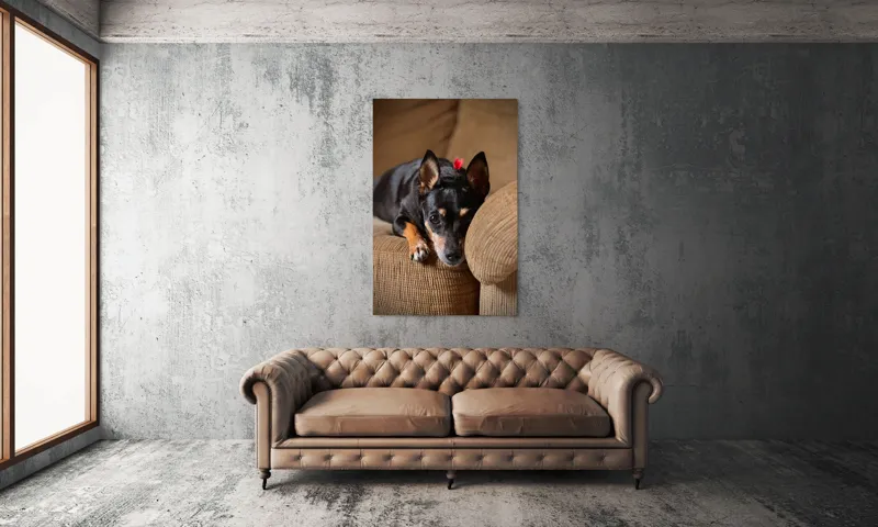 Tablou Canvas, "Cățelul odihnindu-se pe canapea", Adorable, Relaxed, Curious, Soft, Cozy, Alert, Petite, Cute, 100 x 150 cm – poza 6