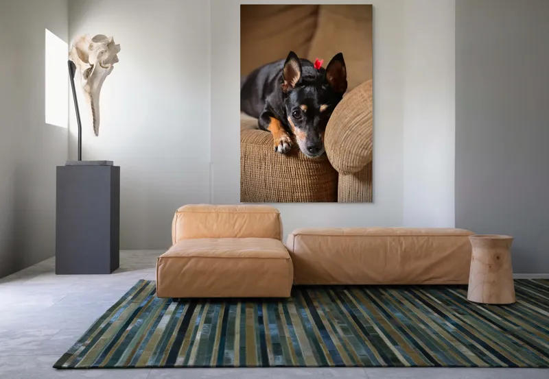 Tablou Canvas, "Cățelul odihnindu-se pe canapea", Adorable, Relaxed, Curious, Soft, Cozy, Alert, Petite, Cute, 100 x 150 cm – poza 7