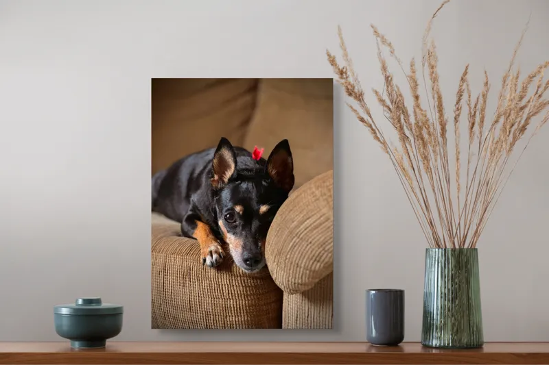 Tablou Canvas, "Cățelul odihnindu-se pe canapea", Adorable, Relaxed, Curious, Soft, Cozy, Alert, Petite, Cute, 39 x 54 cm – poza 3