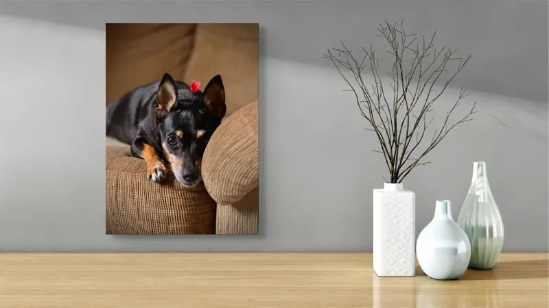 Tablou Canvas, "Cățelul odihnindu-se pe canapea", Adorable, Relaxed, Curious, Soft, Cozy, Alert, Petite, Cute, 39 x 54 cm – poza 4