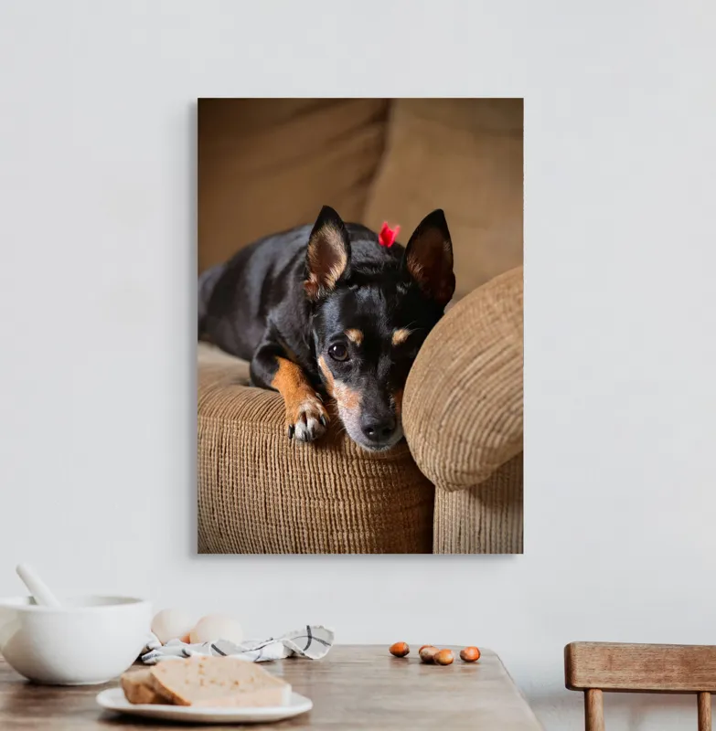 Tablou Canvas, "Cățelul odihnindu-se pe canapea", Adorable, Relaxed, Curious, Soft, Cozy, Alert, Petite, Cute, 50 x 70 cm – poza 3