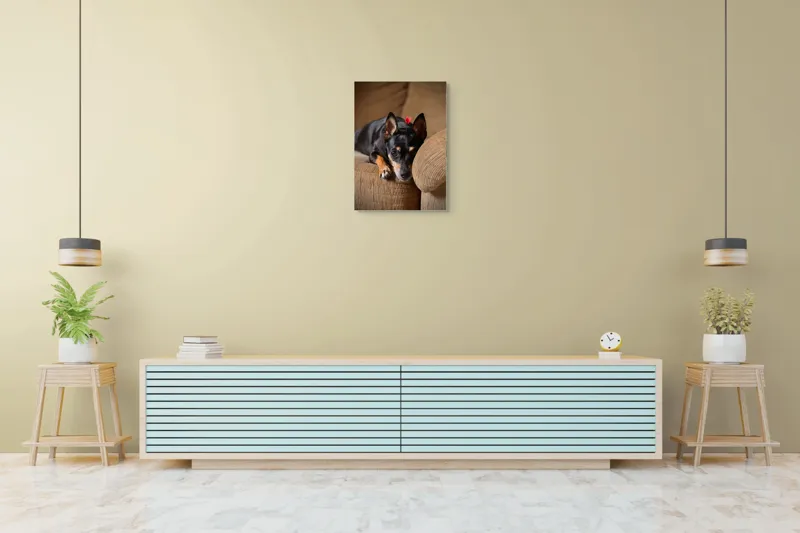 Tablou Canvas, "Cățelul odihnindu-se pe canapea", Adorable, Relaxed, Curious, Soft, Cozy, Alert, Petite, Cute, 50 x 70 cm – poza 6