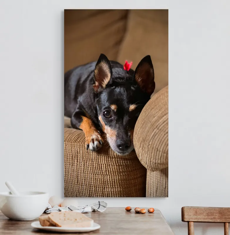 Tablou Canvas, "Cățelul odihnindu-se pe canapea", Adorable, Relaxed, Curious, Soft, Cozy, Alert, Petite, Cute, 50 x 90 cm – poza 3
