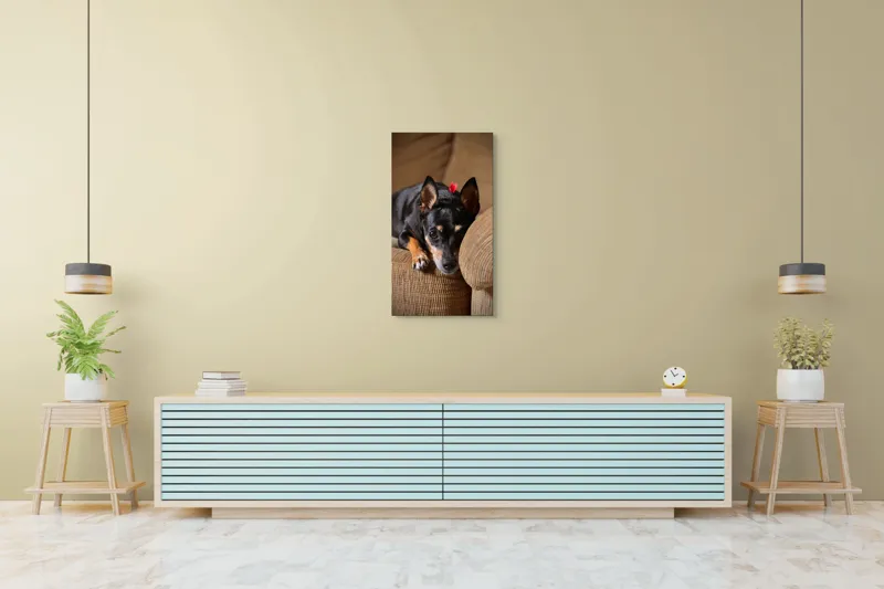 Tablou Canvas, "Cățelul odihnindu-se pe canapea", Adorable, Relaxed, Curious, Soft, Cozy, Alert, Petite, Cute, 50 x 90 cm – poza 6