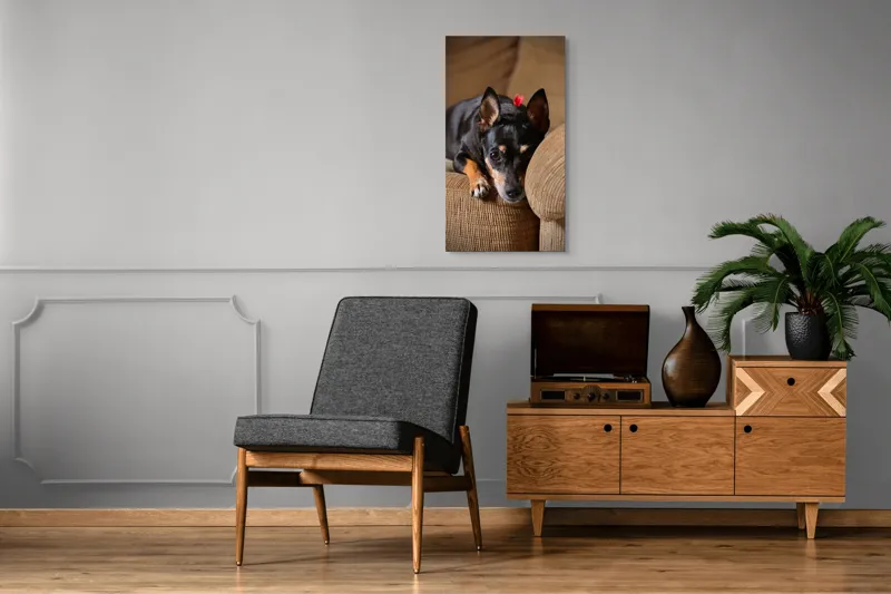 Tablou Canvas, "Cățelul odihnindu-se pe canapea", Adorable, Relaxed, Curious, Soft, Cozy, Alert, Petite, Cute, 50 x 90 cm – poza 8