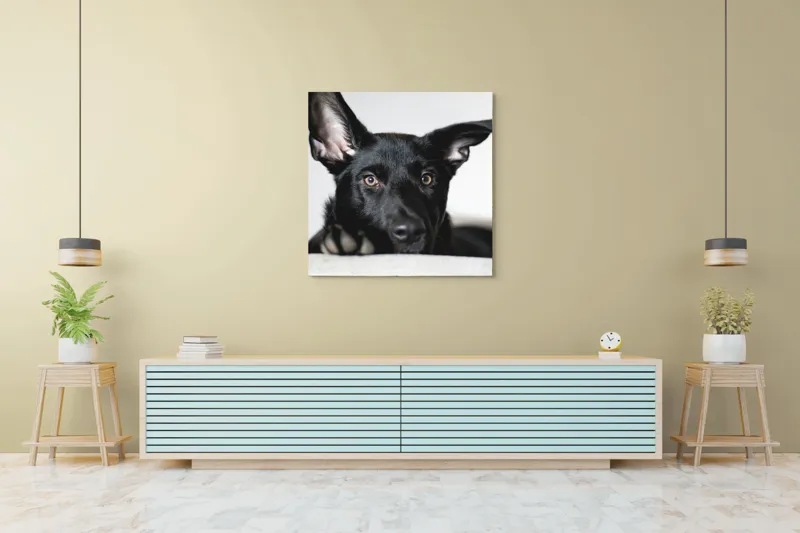 Tablou Canvas, "Urechiușe atente și privire jucăușă", 100 x 100 cm – poza 5