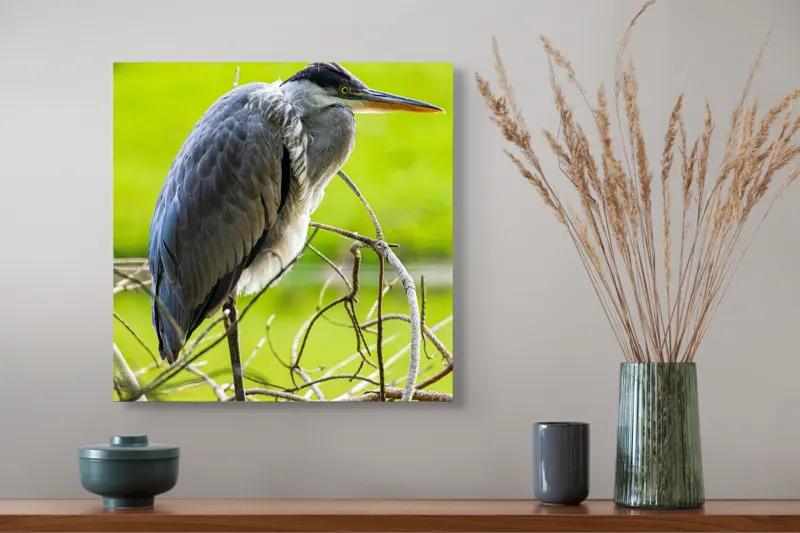 Tablou Canvas, "Egreta în așteptarea prăzii", Pasăre, Stuf, Pene, Gât-Lung, Ochi, Cioc, Ramură, Verde, Natură., 50 x 50 cm – poza 4