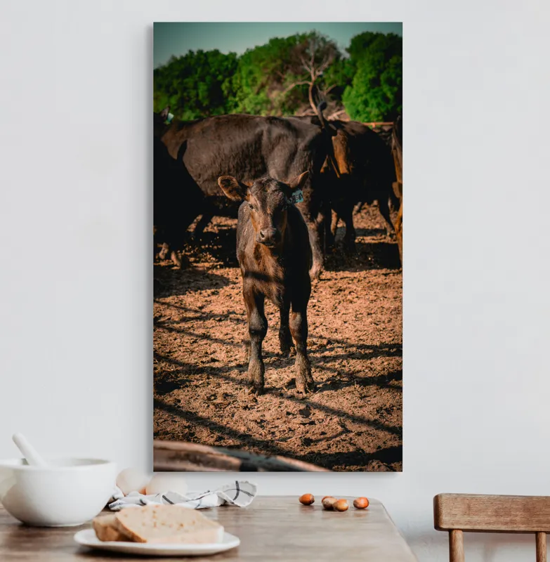 Tablou Canvas, "Vițel curios în lumina dimineții", Vițel, Pământ, Curiozitate, Troupe, Natură, Umbre, Verdeață, Cer., 50 x 90 cm – poza 3
