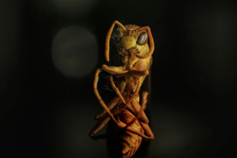 Tablou Canvas, "Viespea pe tronul întunericului misterios", Ant, Insect, Macro, Dark, Shadow, Close-up, Texture, Focus, Antennae, 150 x 100 cm – poza 2