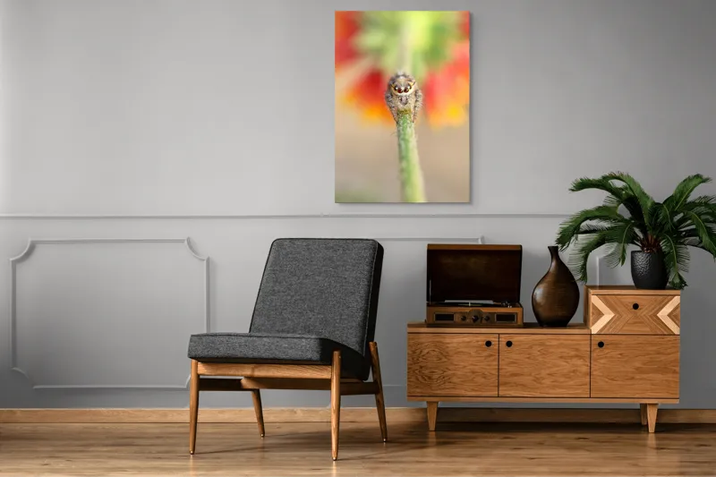 Tablou Canvas, "Păianjen curios pe petale colorate", Păianjen, Blăniță, Ochi, Plantă, Neclar, Fundal, Culoare, Roșu, Verde, Natură, Prim-plan., 70 x 100 cm – poza 6