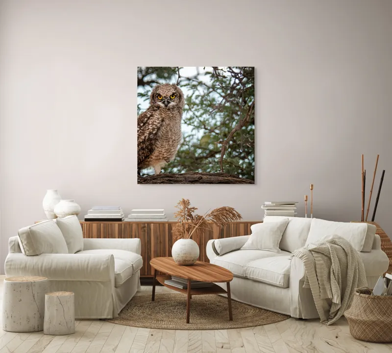 Tablou Canvas, "Pui de bufniță în copac verde", Bufniță, Ramură, Pene, Privire, Natură, Arbori, Ochi, Mister, Timp, Frunziș, 100 x 100 cm – poza 3