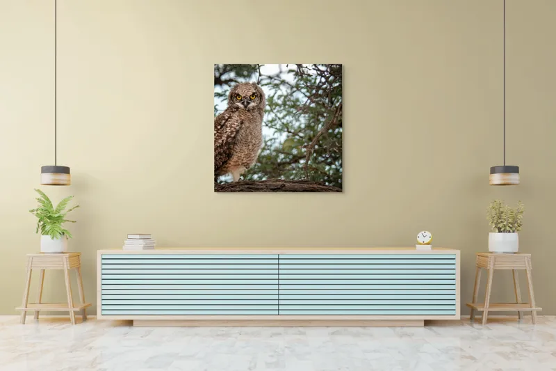 Tablou Canvas, "Pui de bufniță în copac verde", Bufniță, Ramură, Pene, Privire, Natură, Arbori, Ochi, Mister, Timp, Frunziș, 100 x 100 cm – poza 5