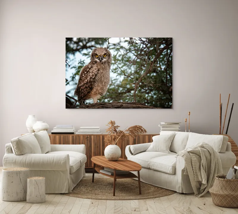 Tablou Canvas, "Pui de bufniță în copac verde", Bufniță, Ramură, Pene, Privire, Natură, Arbori, Ochi, Mister, Timp, Frunziș, 150 x 100 cm – poza 3