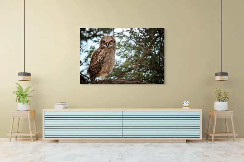 Tablou Canvas, "Pui de bufniță în copac verde", Bufniță, Ramură, Pene, Privire, Natură, Arbori, Ochi, Mister, Timp, Frunziș, 150 x 100 cm – poza 6